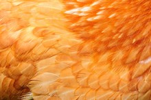 Red Chicken Feathers Close-Up