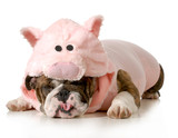 Fototapeta Psy - dog dressed up like a pig