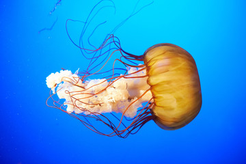 orange jellyfish (chrysaora fuscescens)