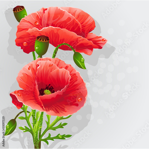 Naklejka na szafę Romantic background with poppies for your text.