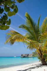 Wall Mural - Beach - Maldives