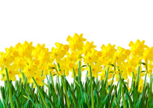 A Row Of Yellow Daffodils