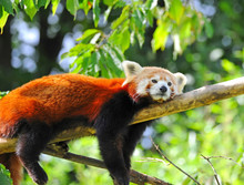 Red Panda On Tree