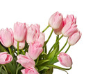 Fototapeta Tulipany - beautiful pink tulips