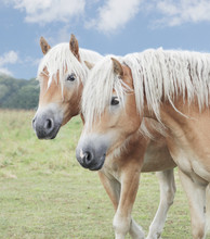 Zwei Isländer Pony