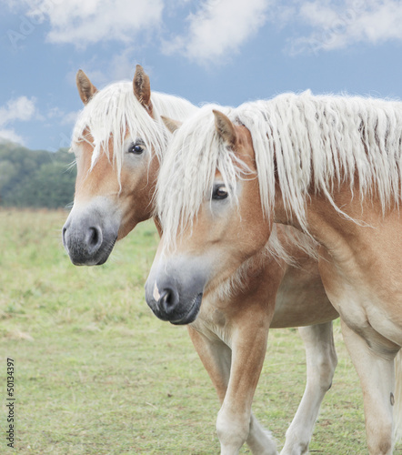 Obraz w ramie zwei Isländer Pony