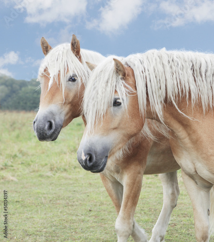 Naklejka na szybę zwei Isländer Pony