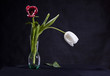 © mieszko - Para tulipanów