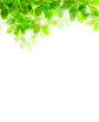 green leafs in sunshine background