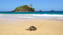 Sea Turtle On Beach. El Nido, Philippines