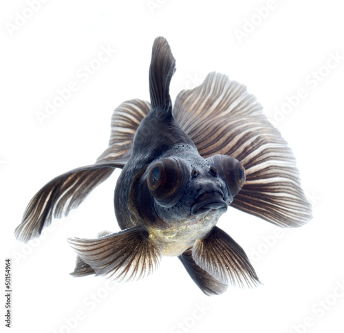Fotografía BLACK goldfish isolated on white background