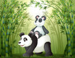 Two pandas inside the bamboo forest