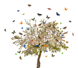 Wall Mural - isolated butterflies and apple tree with flowers