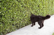 © Denise Crew/Blend Images - Dog peering into hedge