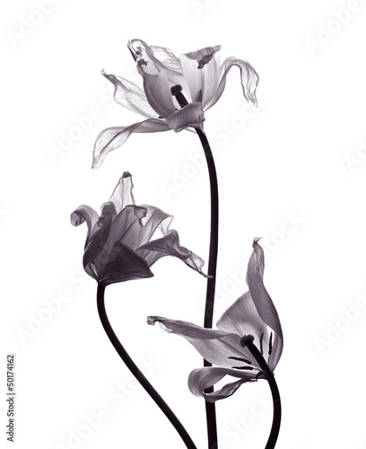 Naklejka na szybę Kwitnące tulipany na białym tle