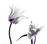 Fototapeta Tulipany - tulip  silhouettes on white
