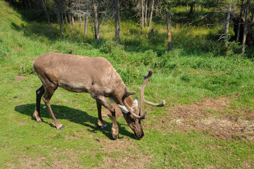 Wall Mural - Quebec, caribou in the Saint Felicien zoo