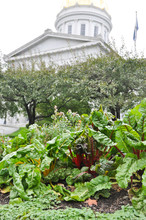 Swiss Chard On The State House Lawn