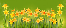 Bright Yellow Daffodils On A Green Background.