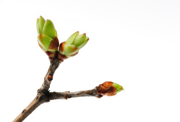 bud on branch
