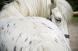 © VeSilvio - White spotted horse looking behind
