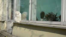 White Old Cat Sit On Conservatory Sill Butterfly Fly