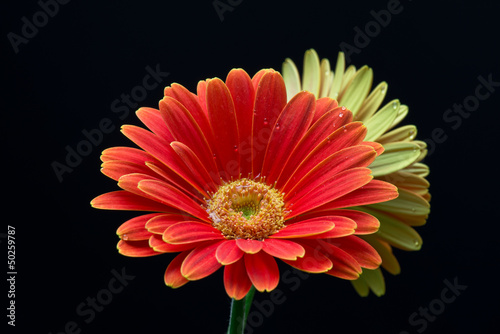 gerbera-na-czarnym-tle