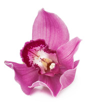 Pink Orchid Isolated On White