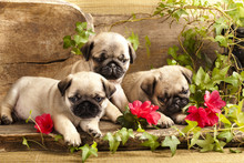 Pug Puppies And Flowers In Retro Backgraun