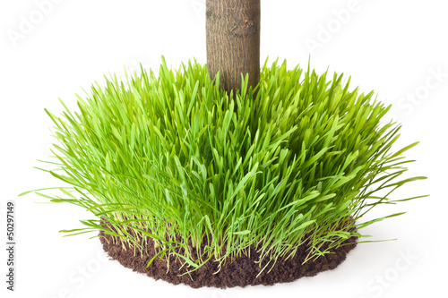 Fotografía Tussock grass with a tree trunk