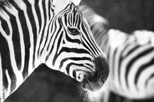 Fototapeta na wymiar monochrome photo - detail head zebra in ZOO