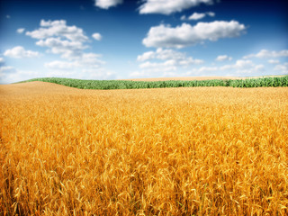 Poster - wheat field