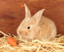 Fluffy Foxy Rabbit In A Haystack With Carrot
