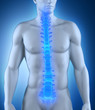 © CLIPAREA.com - Human spine anatomy anterior view