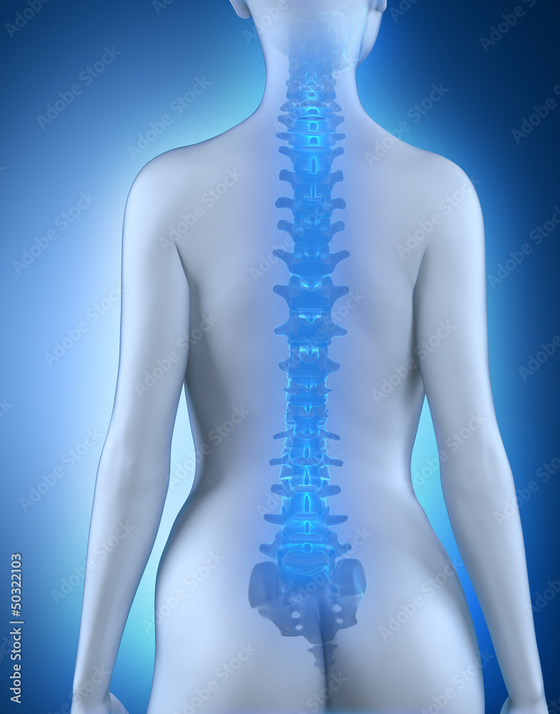 Female spine anatomy posterior view Stock Illustration Adobe Stock