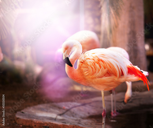 Naklejka na kafelki Flamingo