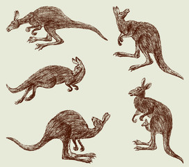 Wall Mural - kangaroo