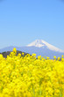 菜の花畑と富士山