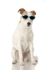 Wall Mural - Hund mit Sonnenbrille - Dog with sunglasses