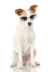 Wall Mural - Hund mit Sonnenbrille - Dog with sunglasses