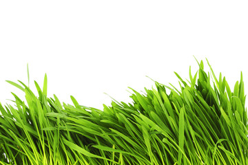 Wall Mural - isolated grass