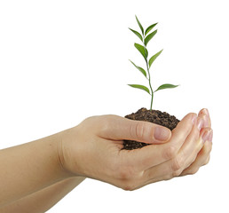 plant in hands