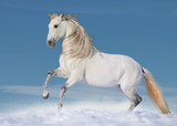 Fototapeta Konie - White andalusian stallion in paddock