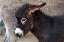 Foal, Baby Donkey