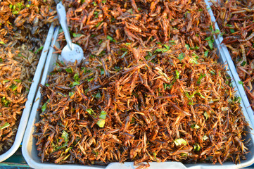 Wall Mural - Fried grasshoppers