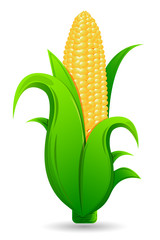 Fresh Corn