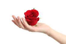 Beautiful Woman Hand Holding A Red Rose
