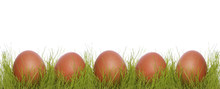 Brown Chicken Eggs In A Grass