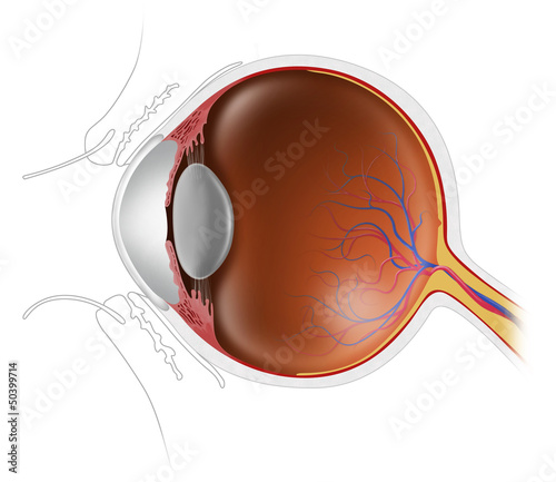 Naklejka dekoracyjna human eyeball