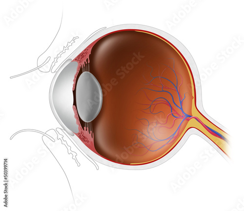 Nowoczesny obraz na płótnie human eyeball